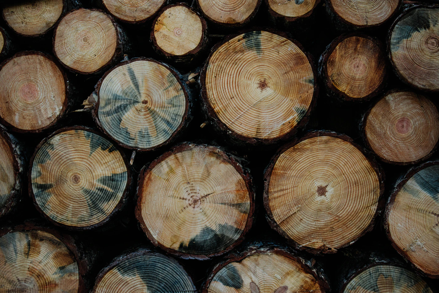Sélection de bois pour la fabrication d'une guitare électrique